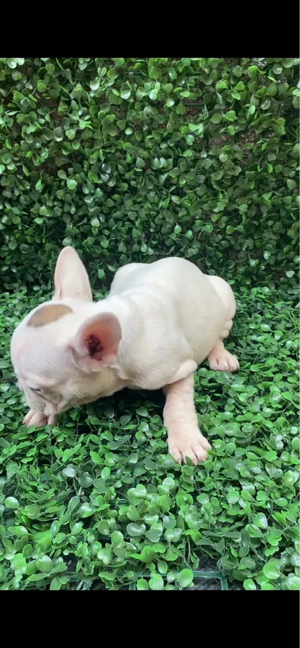 Buldogue Francês Fêmea  - Foto 4