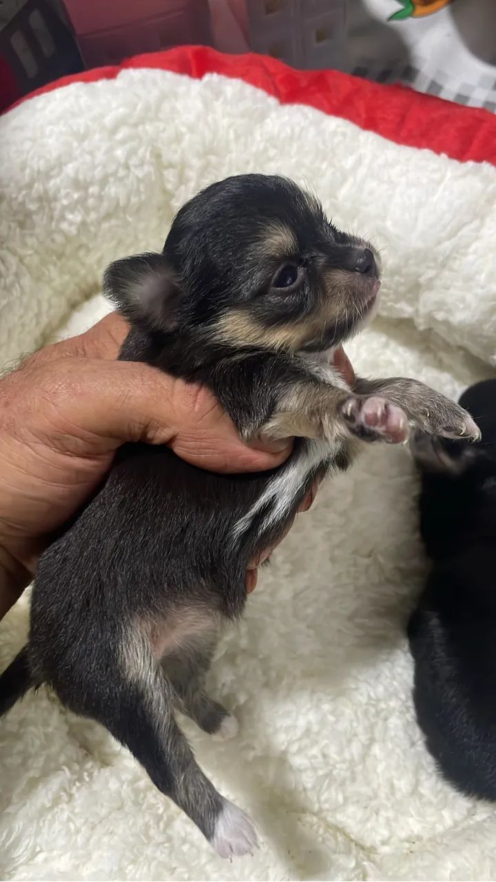  Chihuahua  - Foto 5