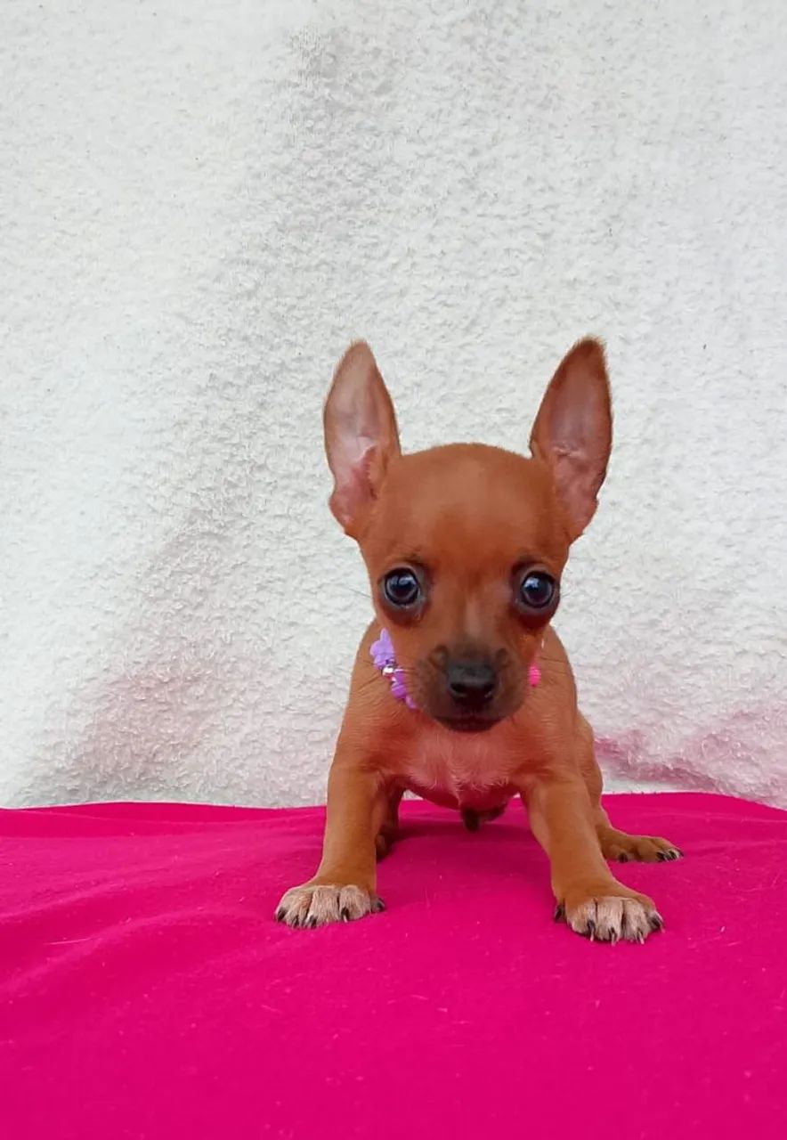 Linda fêmea disponível  - Foto 2