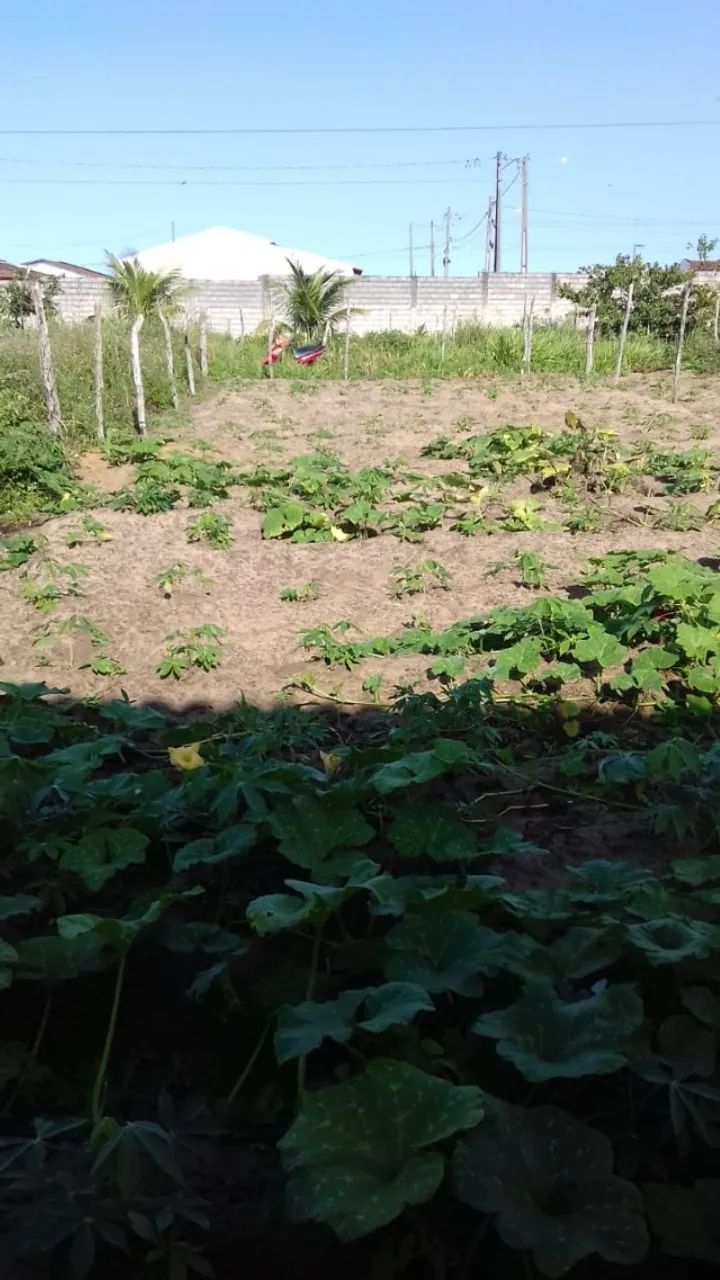 Terreno em Taquarana - Foto 4