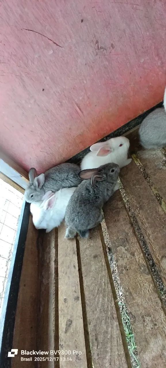 Coelhos Gigante de flândulas - Foto 4