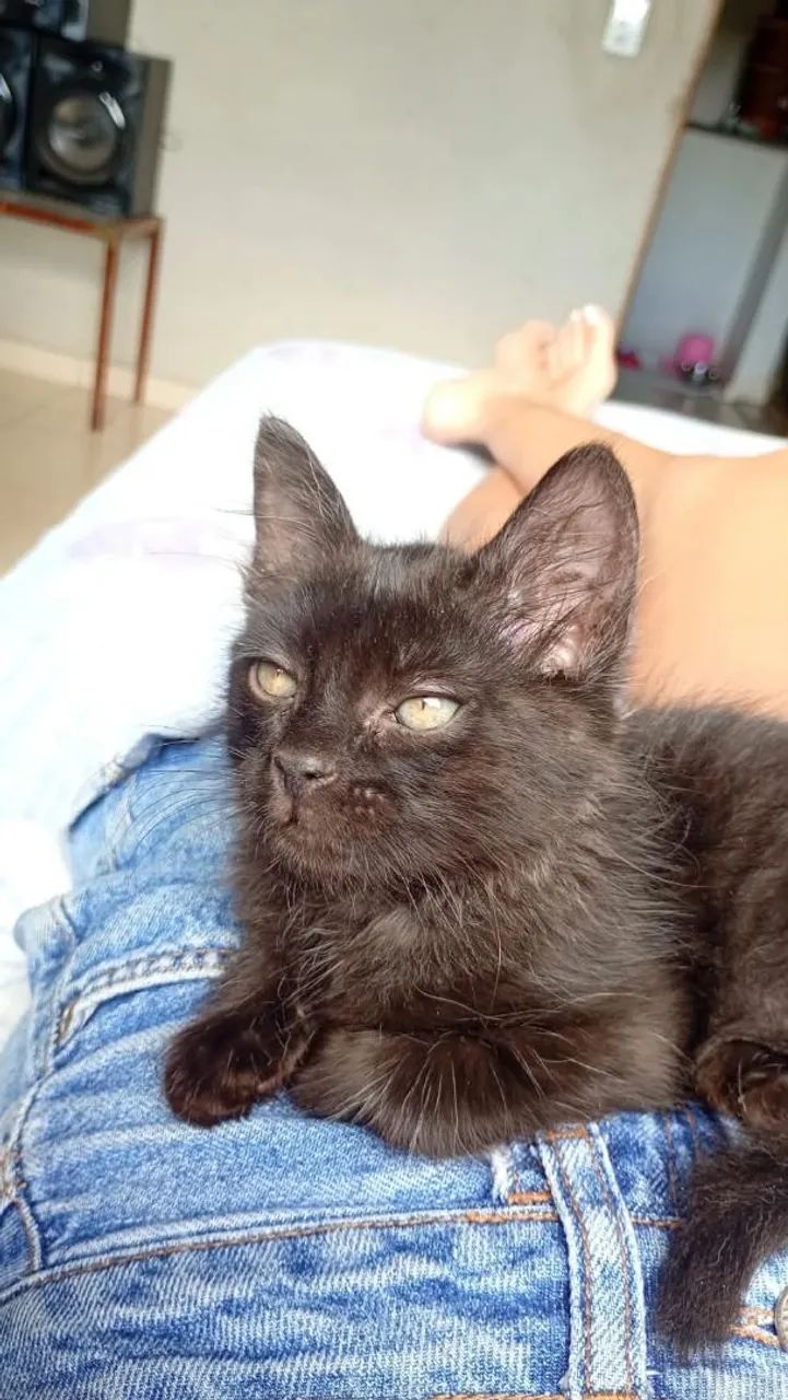 Doação gatinho  - Foto 2
