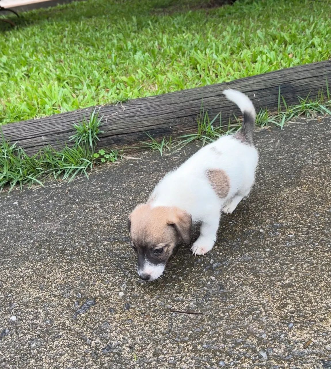  JACK RUSSEL C/ PEDIGREE - Foto 2