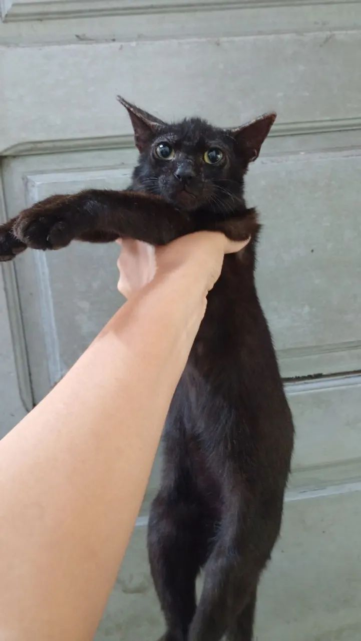 Gato para doação