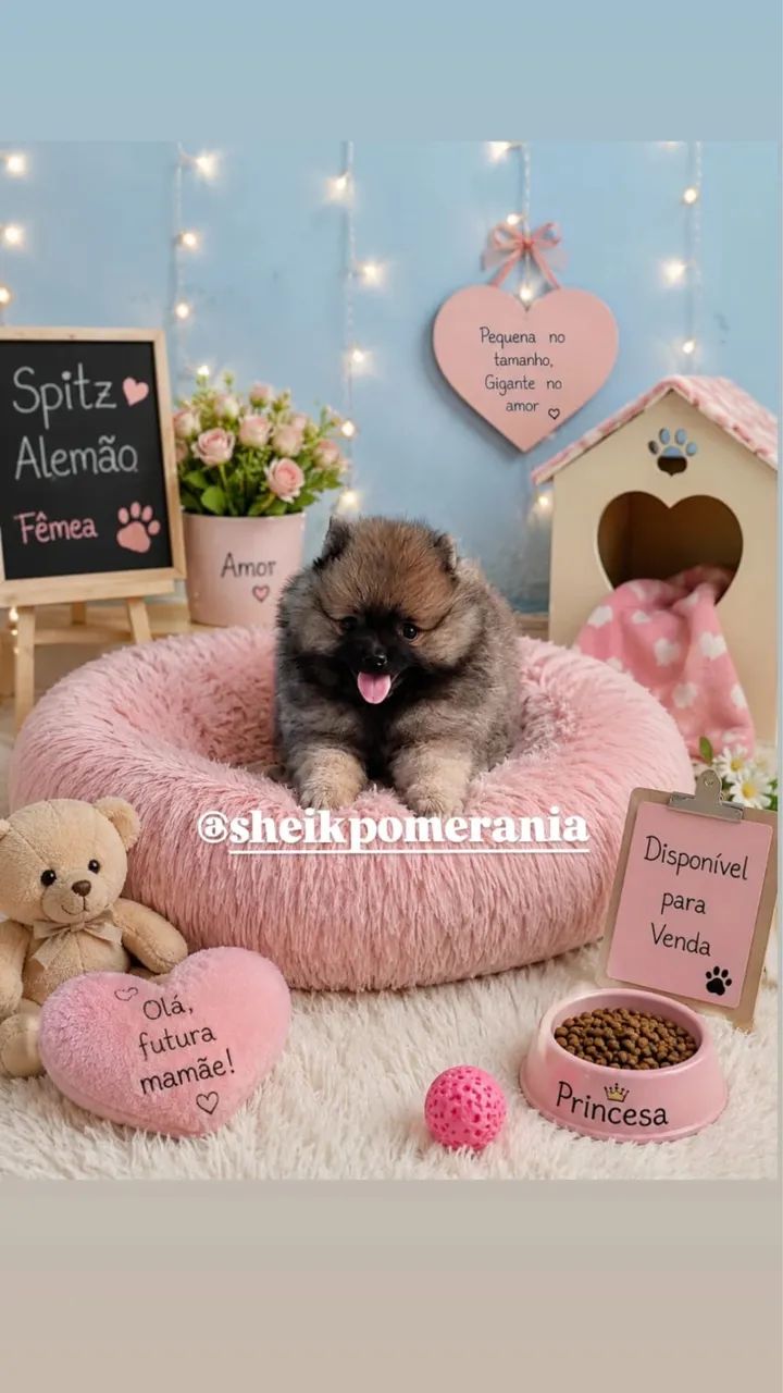 Spitz alemão (lulu da pomerania) - Foto 4