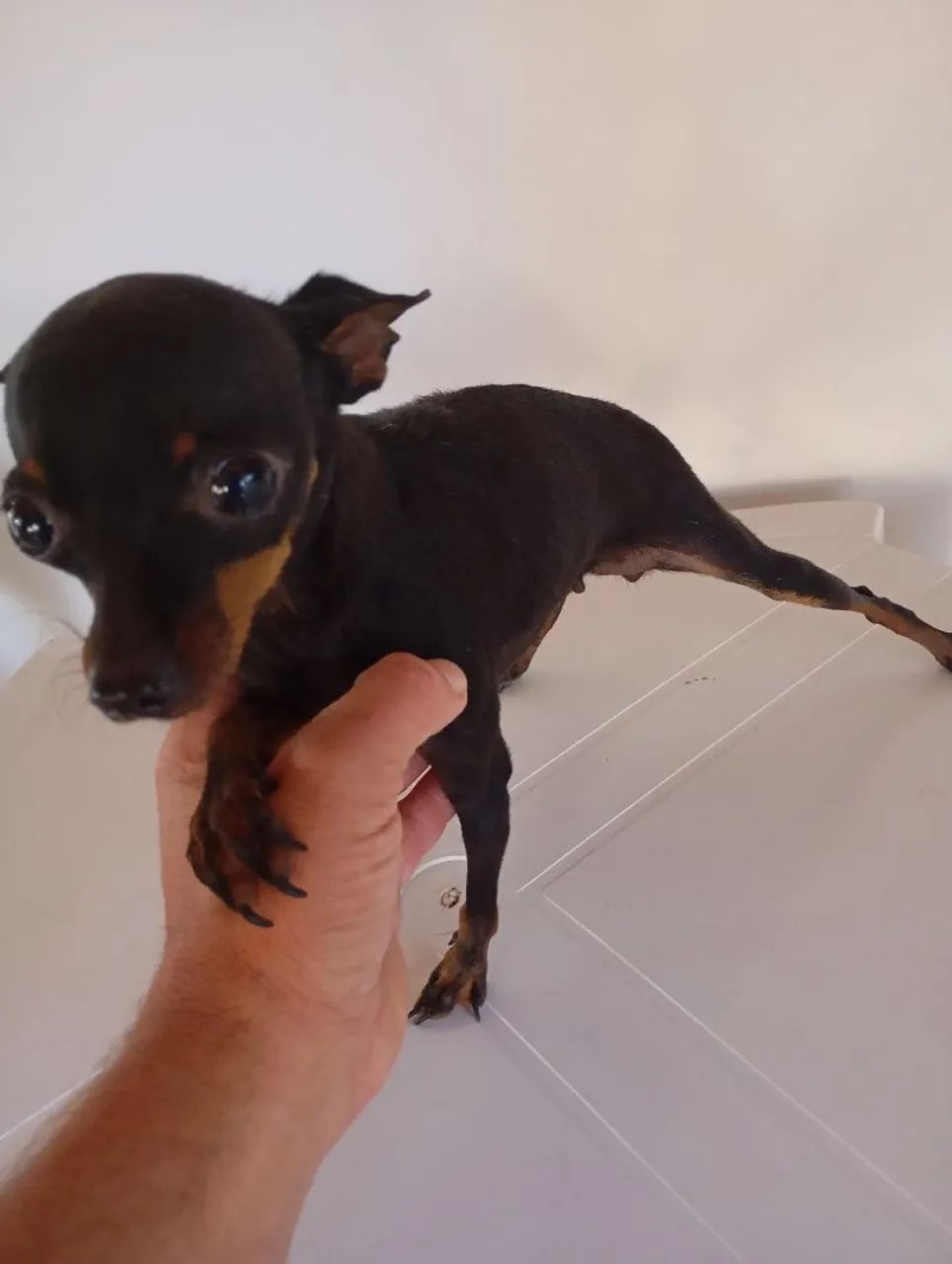Pinscher fêmea ( adulta) - Foto 4