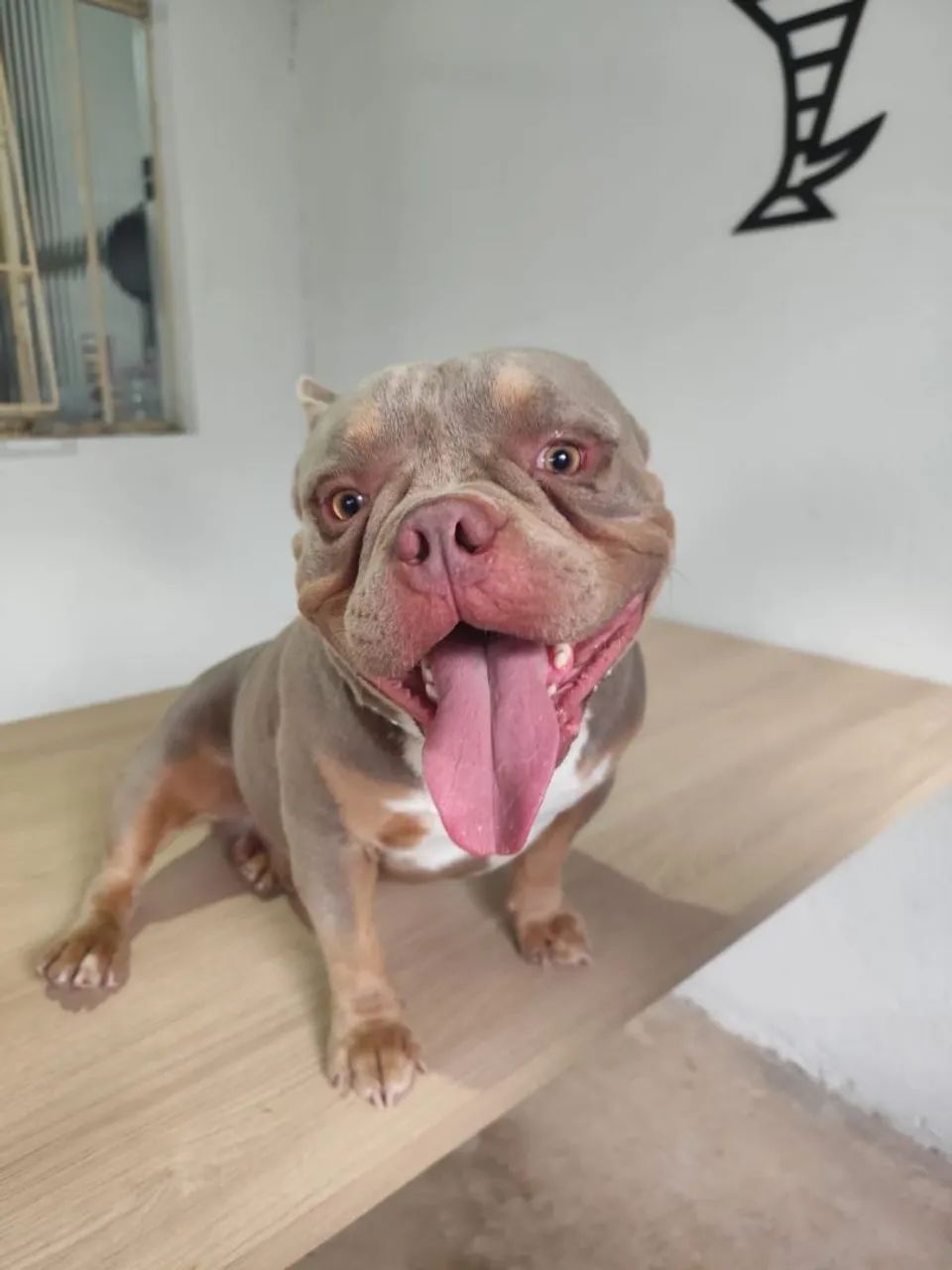 American Bully  pra retirar hoje. - Foto 4