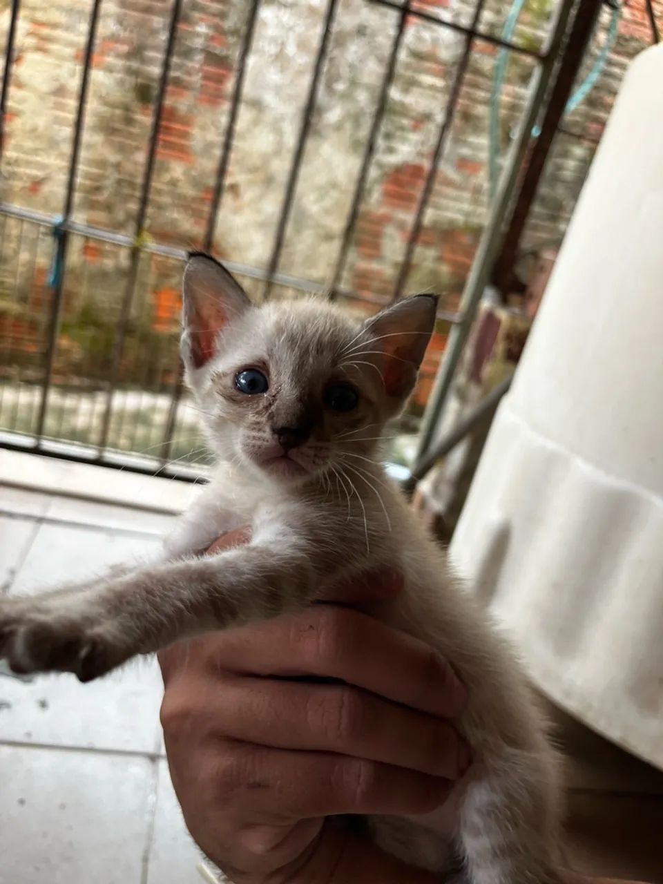 Gato macho - Foto 2