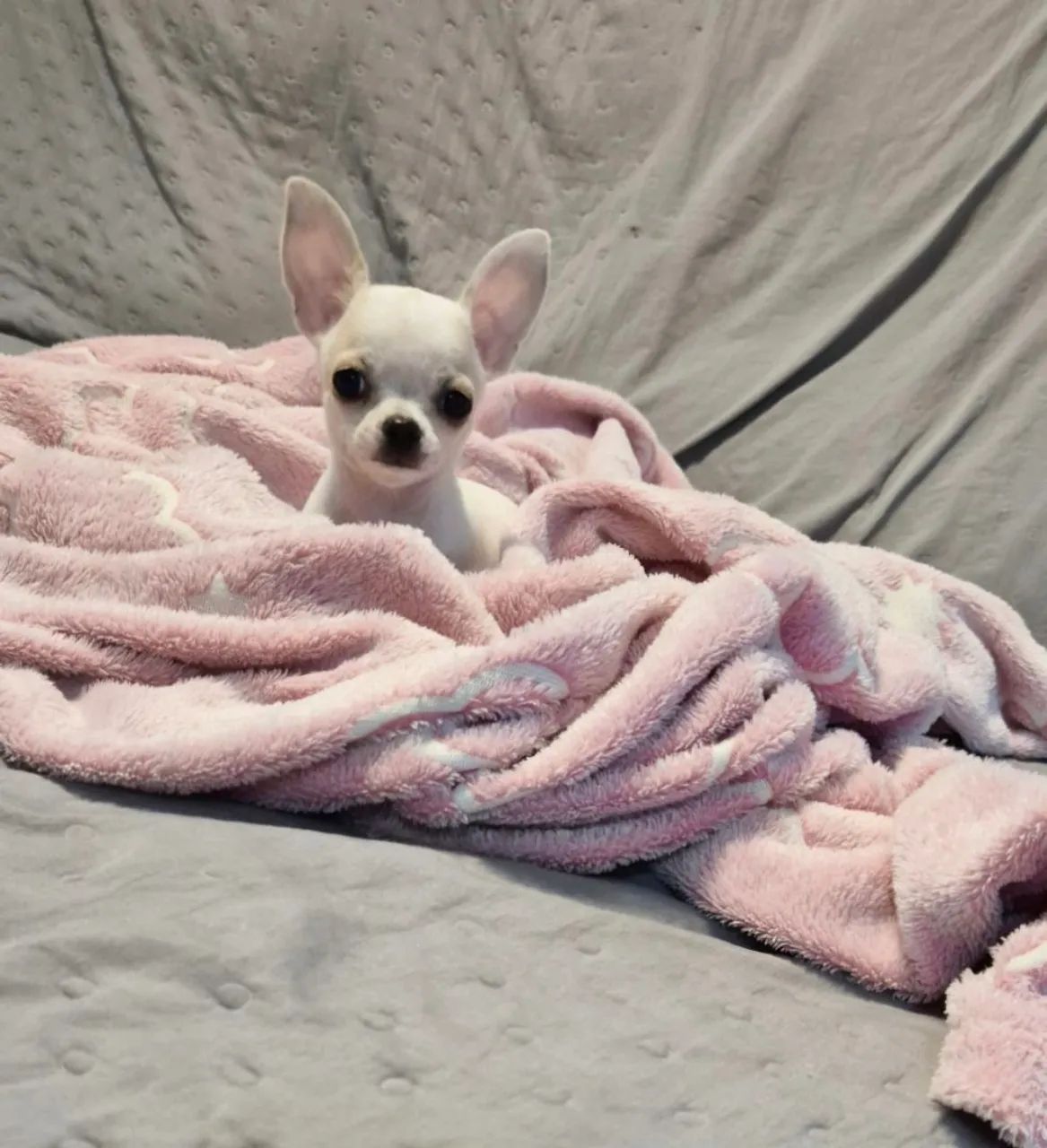 Chihuahua 