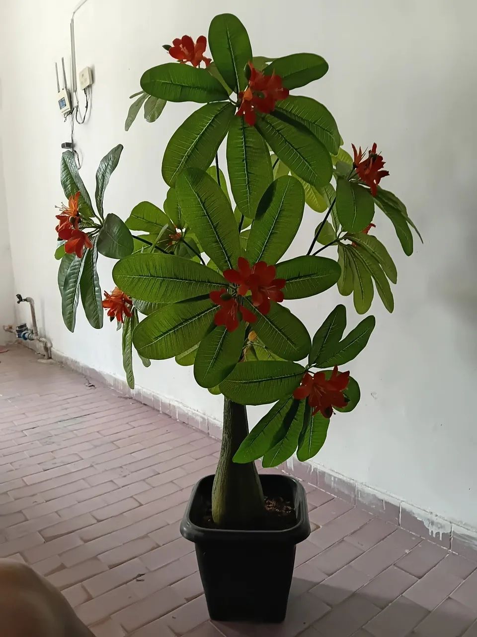 Plantas  - Foto 5