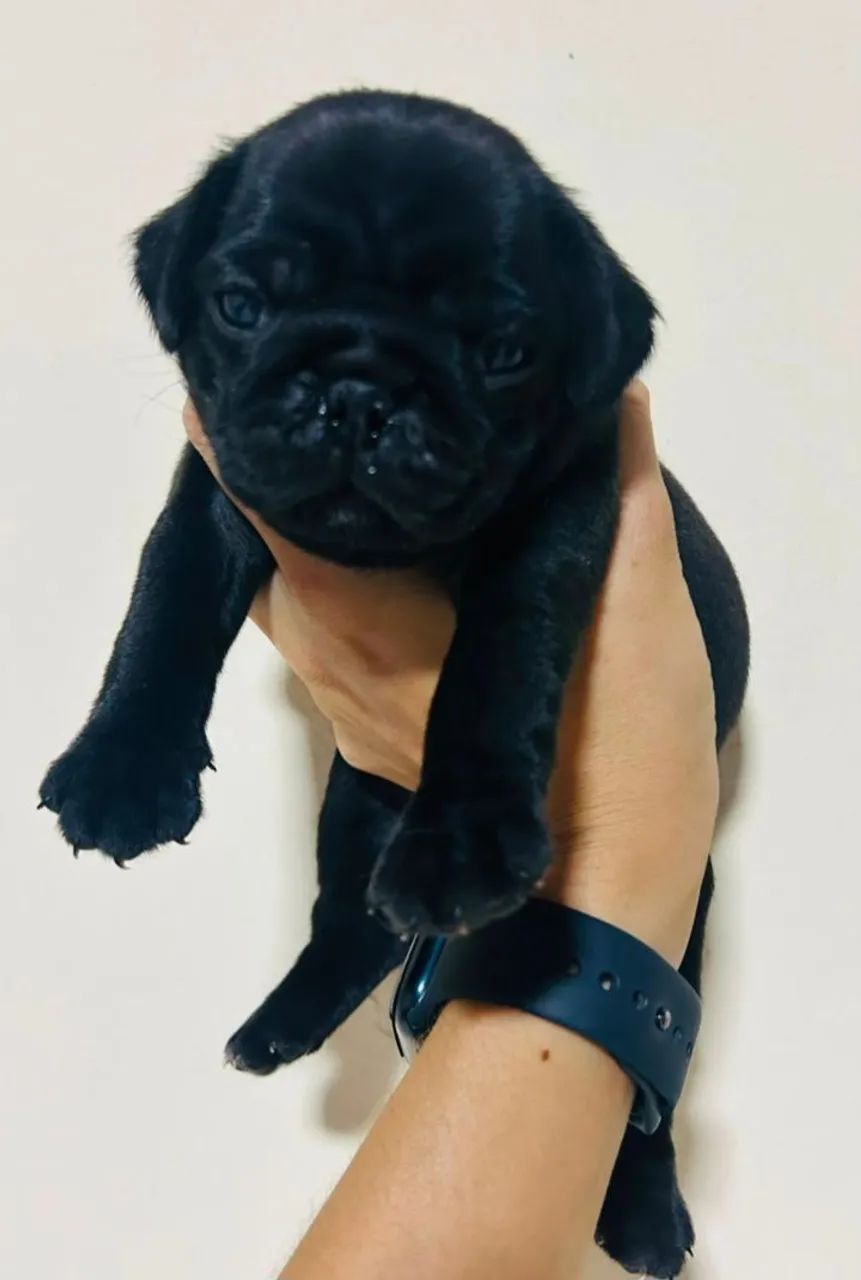 Pug macho disponível  - Foto 2