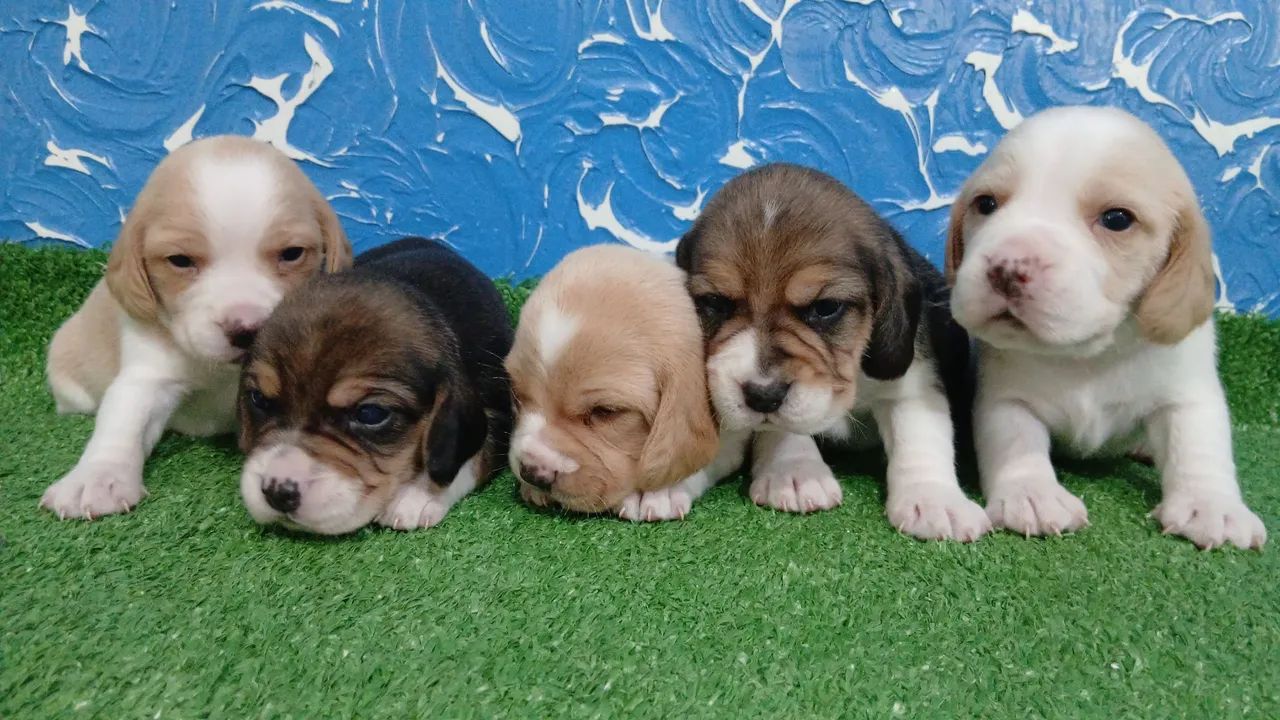 Filhotes de Beagle