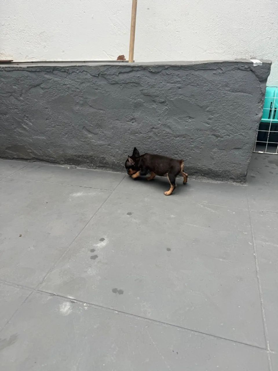 Pinscher fêmea zero - Foto 2
