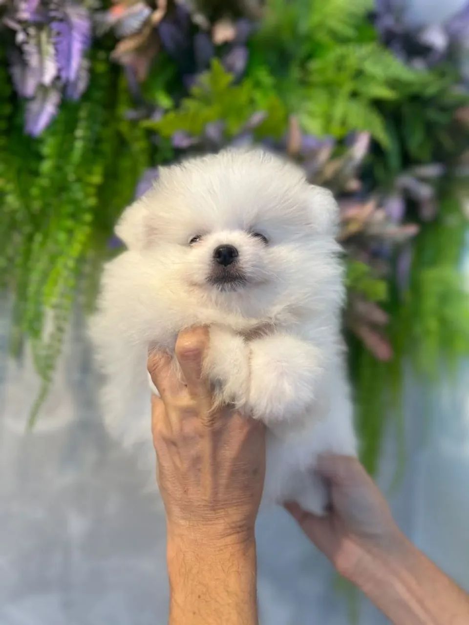 Aquele perfeito spitz branco