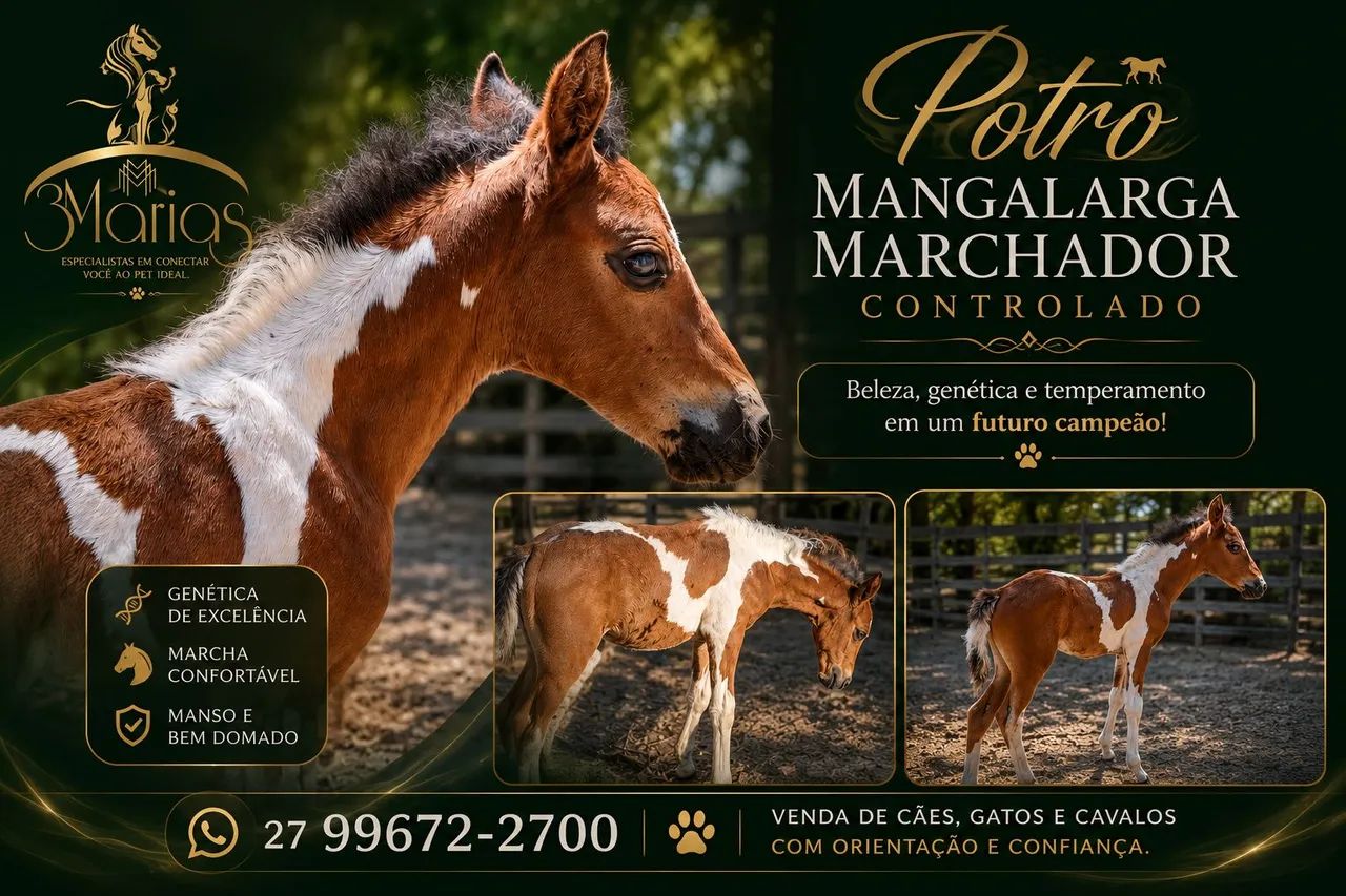 Potro Mangalarga Marchador controlado.  Aceito cartão e pix 