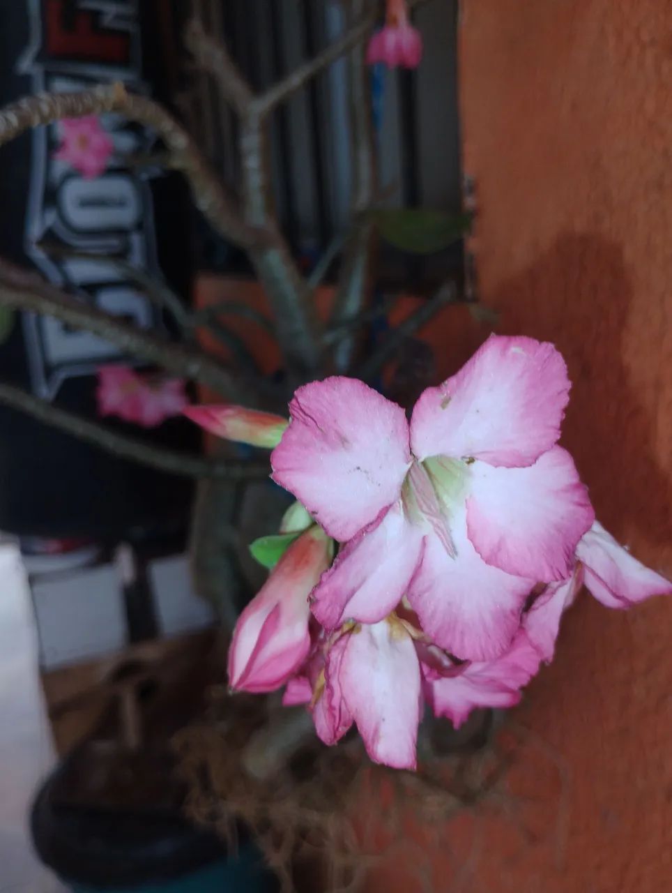 Rosa do deserto Araticum 