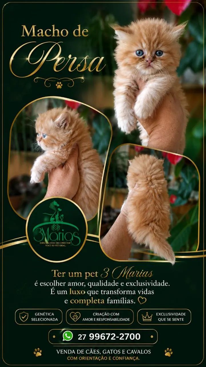 Filhotes de Persa. Aceito cartão e pix  - Foto 4