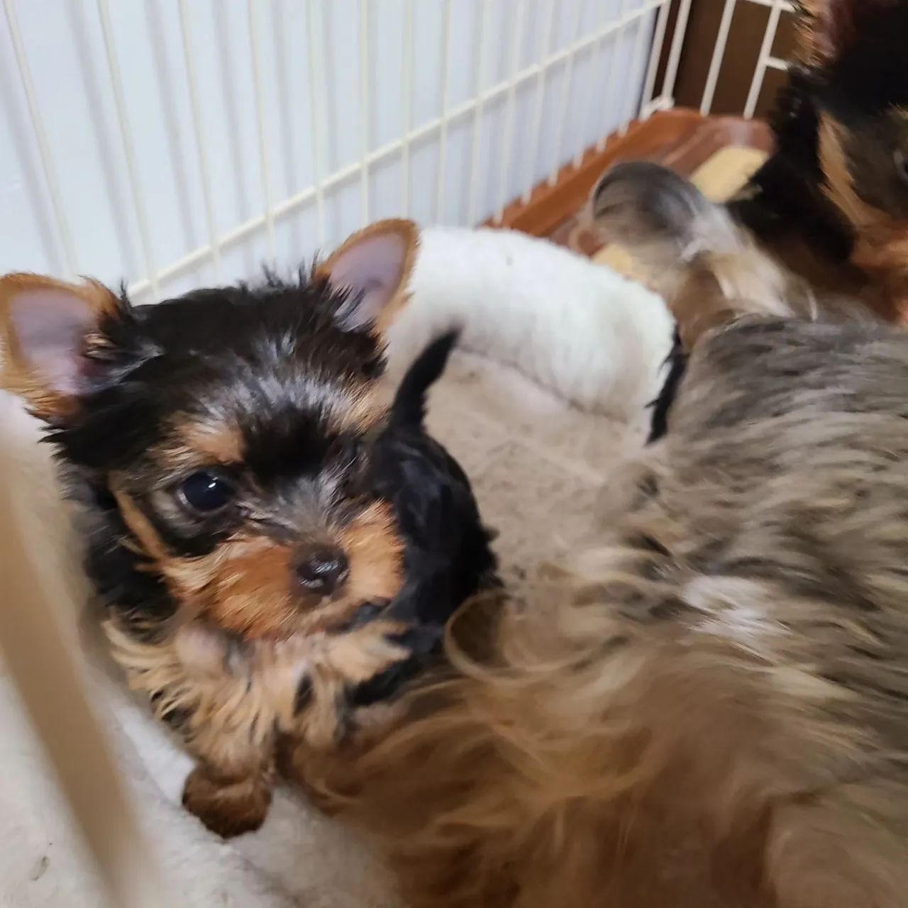 Yorkie Micro Mini Lindíssimo Macho e fêmea  - Foto 2