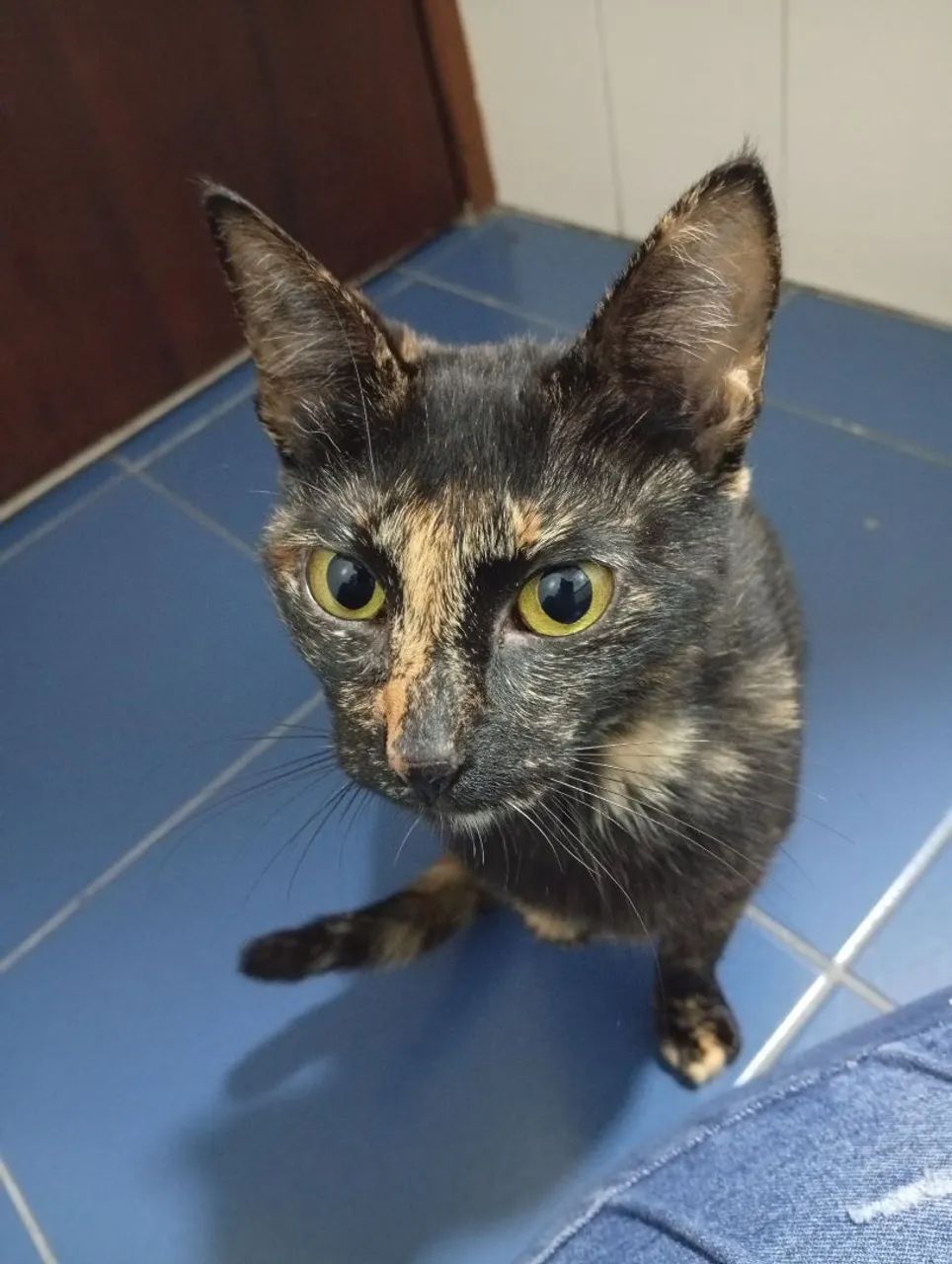 Gatinha doação  - Foto 2