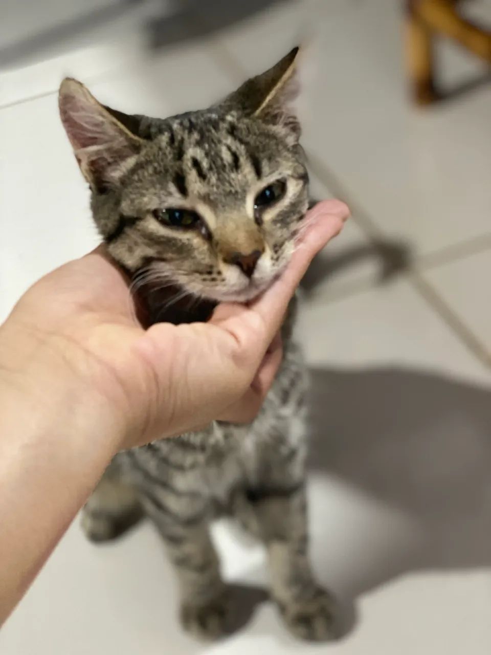 Gatinha pra adoção responsável 
