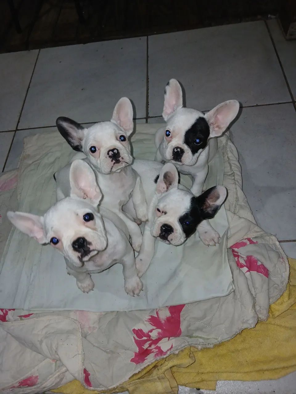 Buldog frances Puro - Foto 2