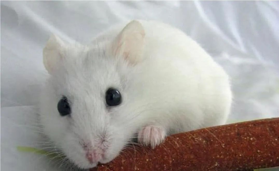 Hamster branco fêmea 5 meses - Foto 2