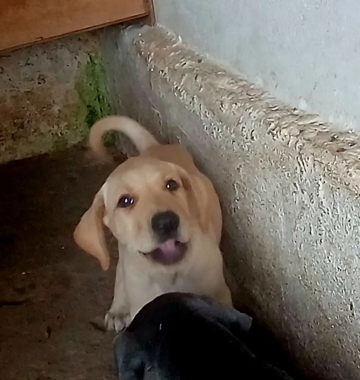 ADOÇÃO  - Foto 5