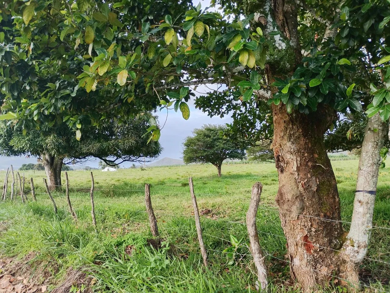 Sítio povoado serra comprida areia Branca sergipe - Foto 4