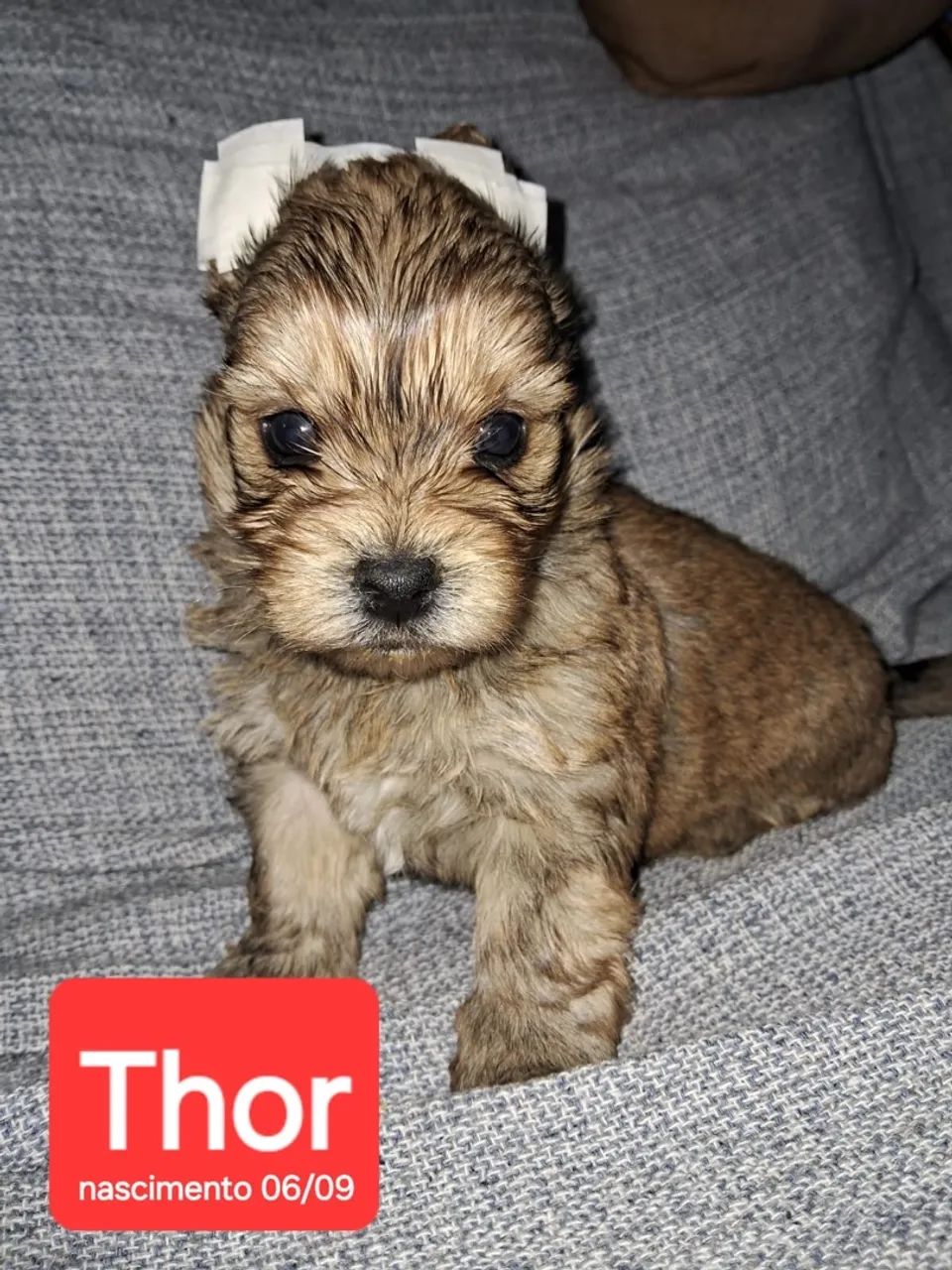Filhotes de Yorkshire !! - Foto 2