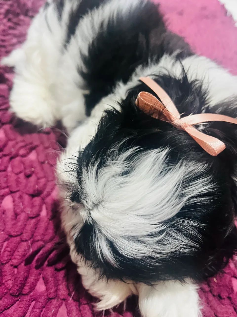 Shih tzu - Foto 2
