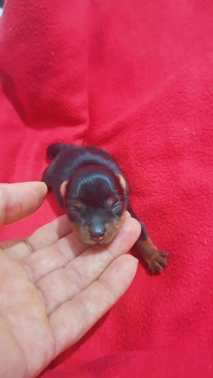 Lino Yorkshire Terrier  - Foto 2