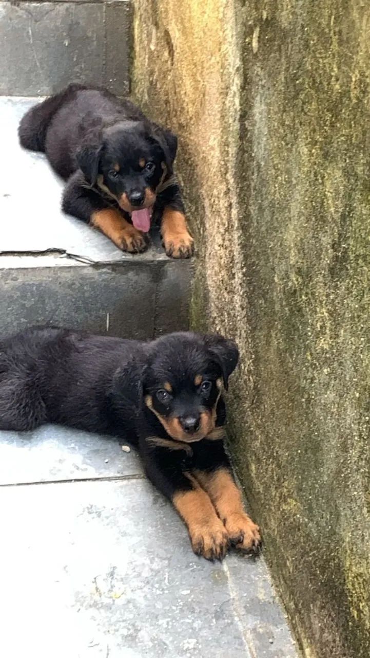 Filhote de Rottweiler 