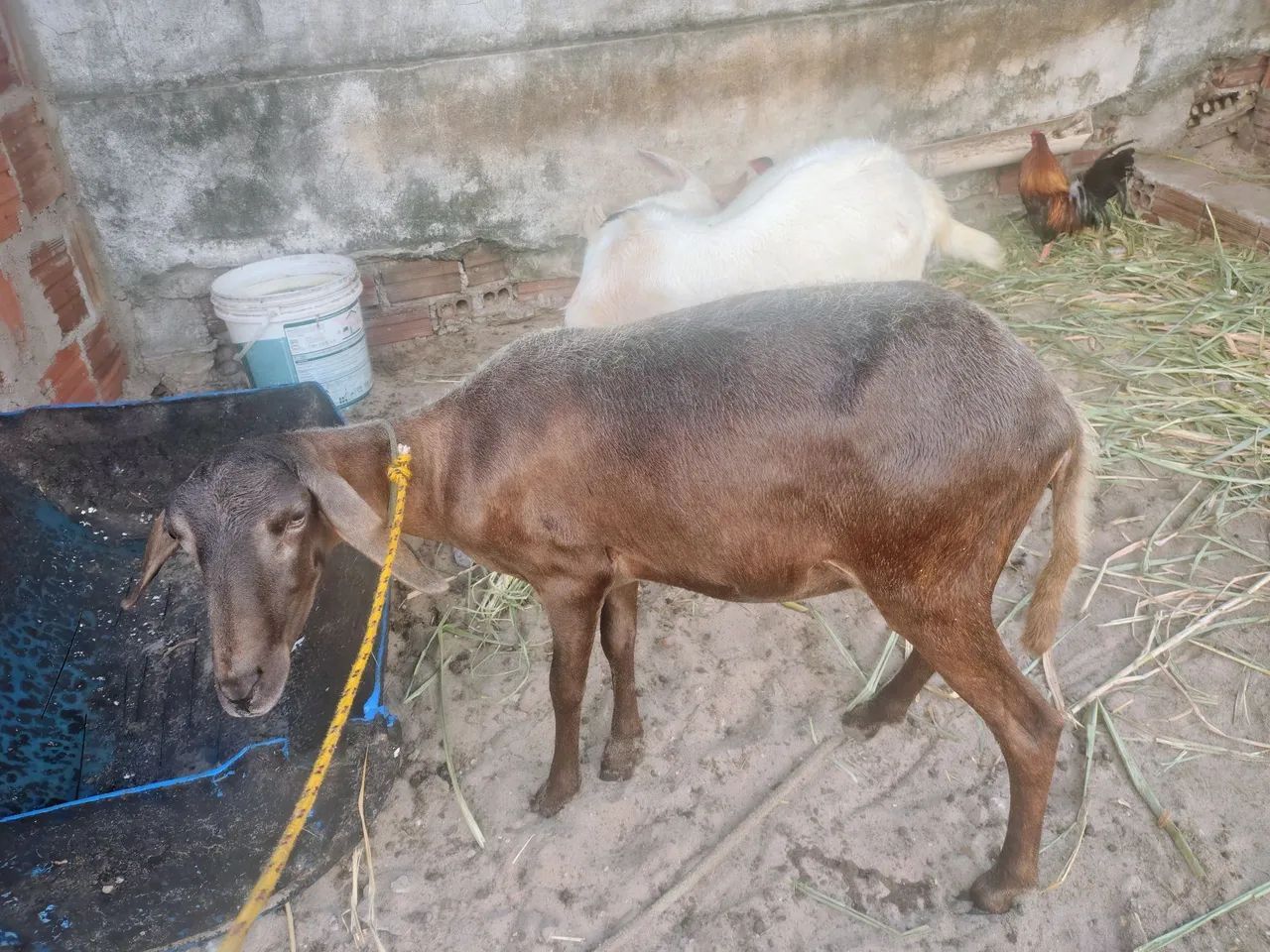 Ovelha e Cabra de Raça - Foto 2