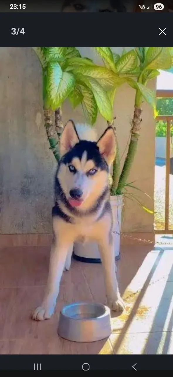 Husky Siberiano  - Foto 3