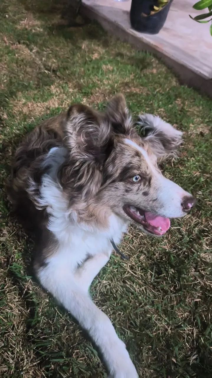 Border collie 