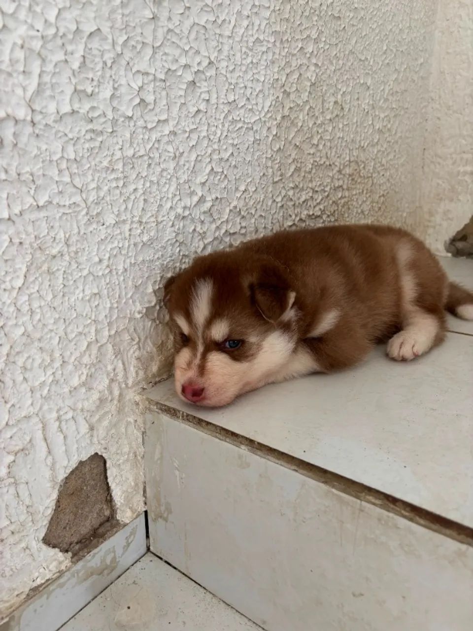 Husky - Foto 4
