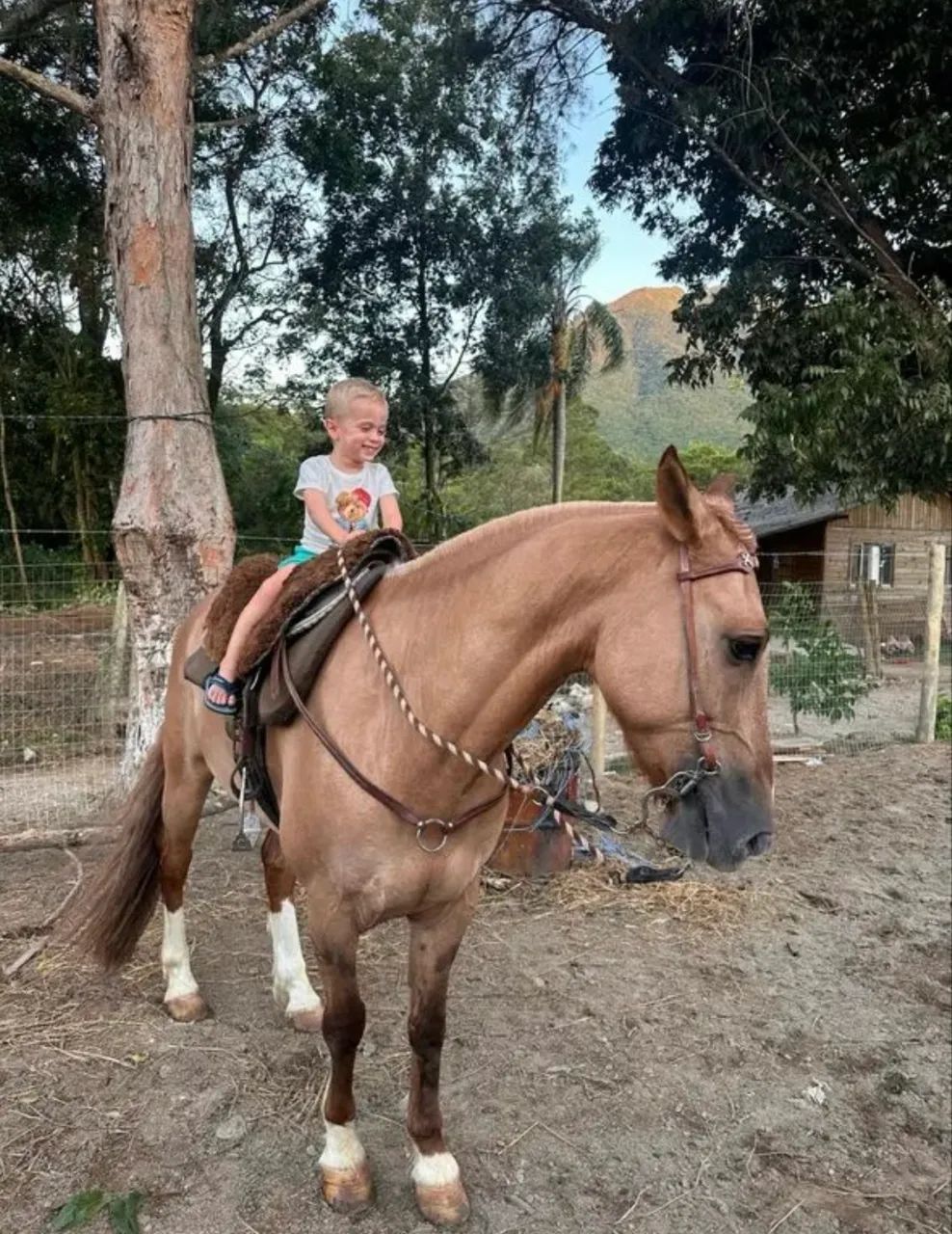Cavalo Crioulo Jurado - Registrado, Dócil e Pronto para Provas e Cavalgadas - Foto 6