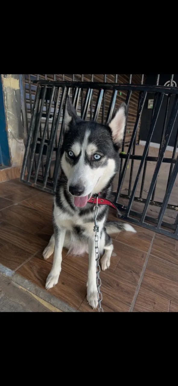 Doa-se husky Siberiano - Foto 4