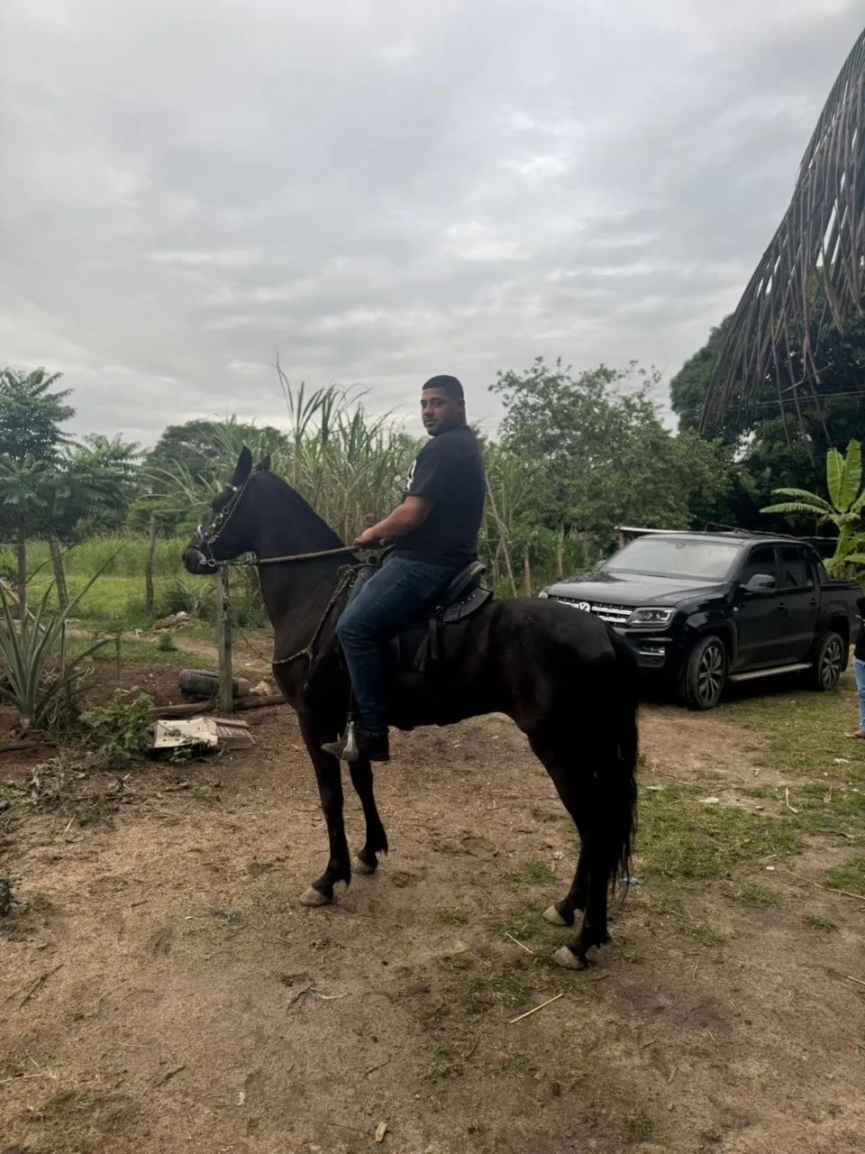 Cavalo manga larga castrado a venda .  - Foto 2