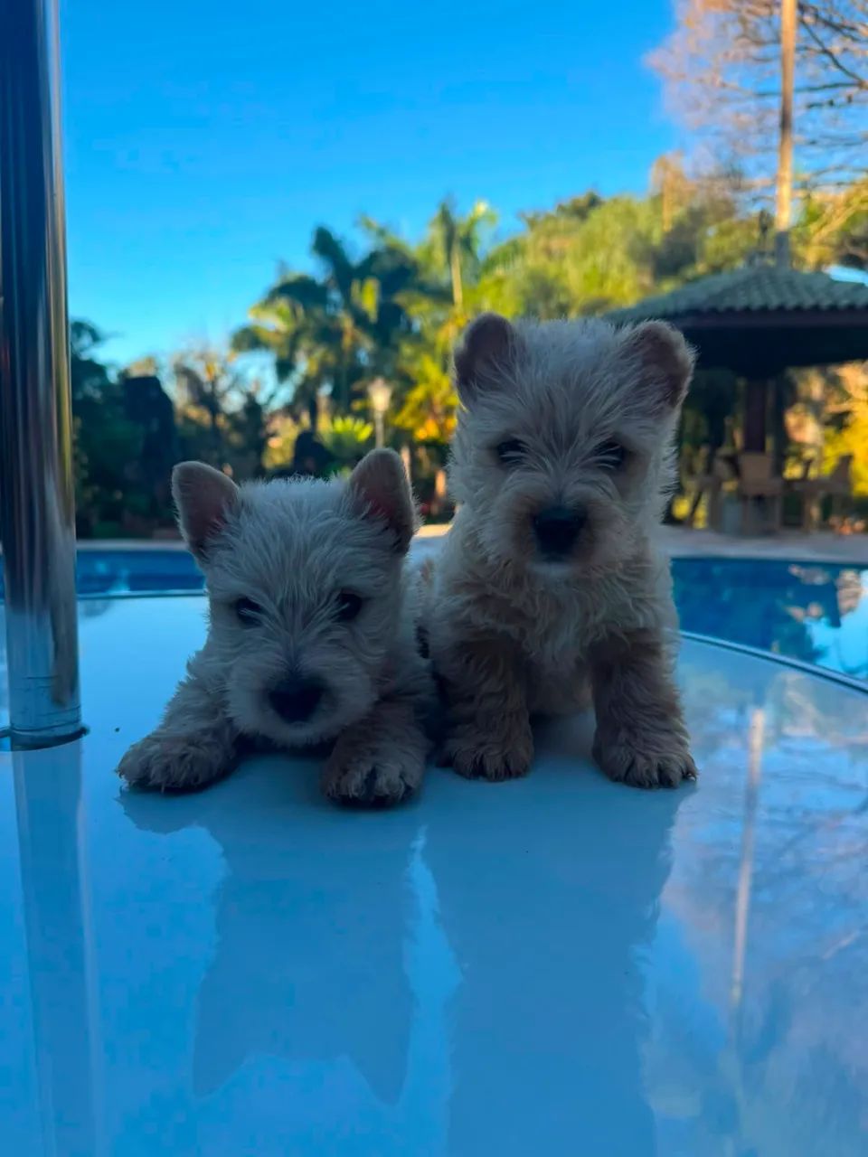 Scottish terrier  - Foto 3