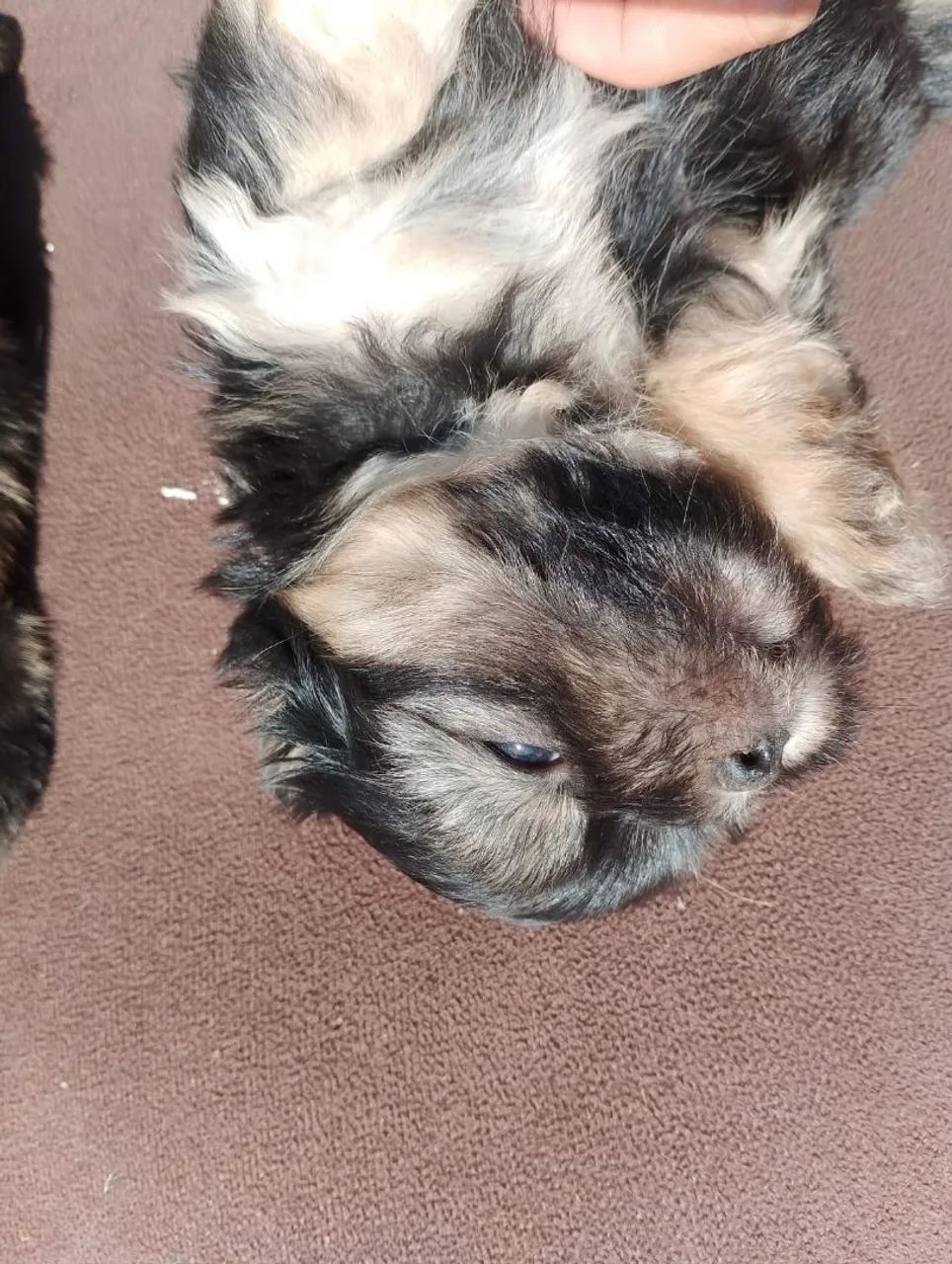 Vendo lhasa apso  - Foto 3