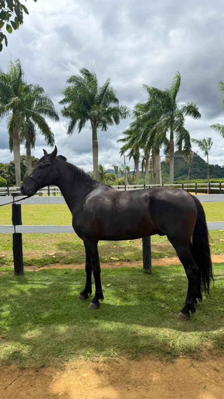 Cavalo Manga Larga Marchador de genética consistente e alto potencial