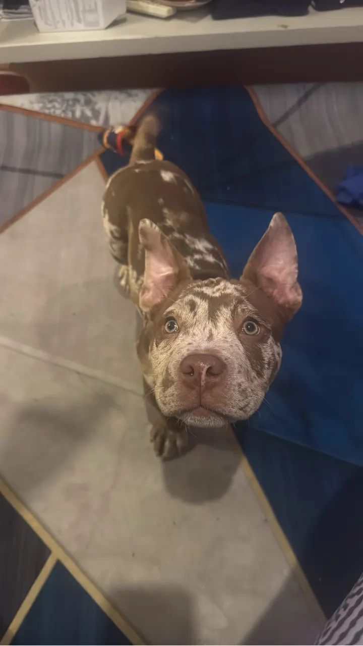 American bully micro  - Foto 5