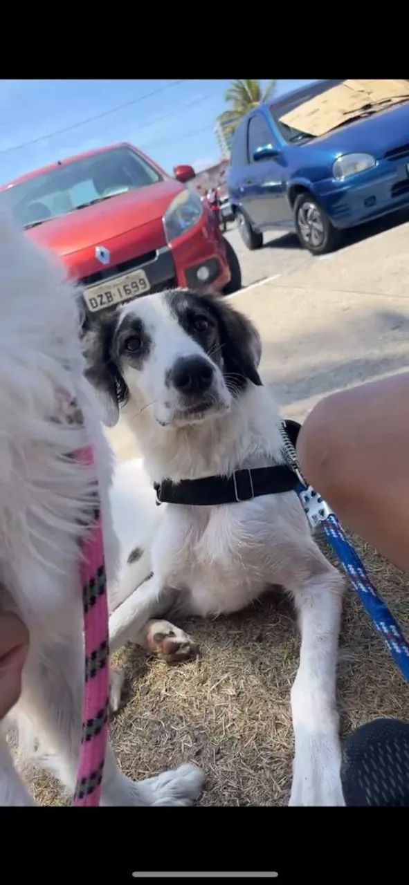 Doação responsável Cachorro Super Dócil  - Foto 2