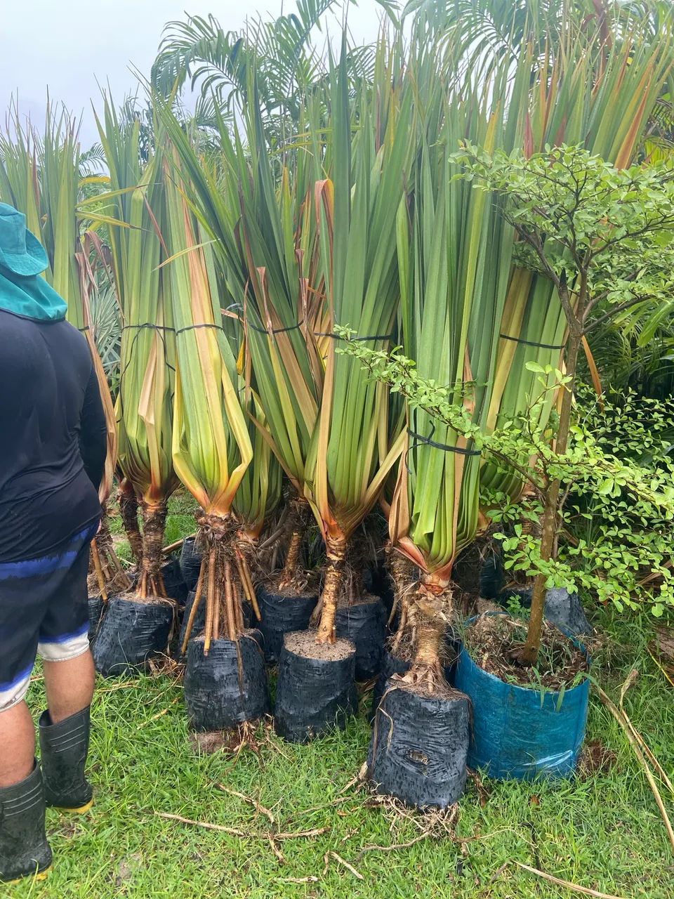 Pandanus  - Foto 4