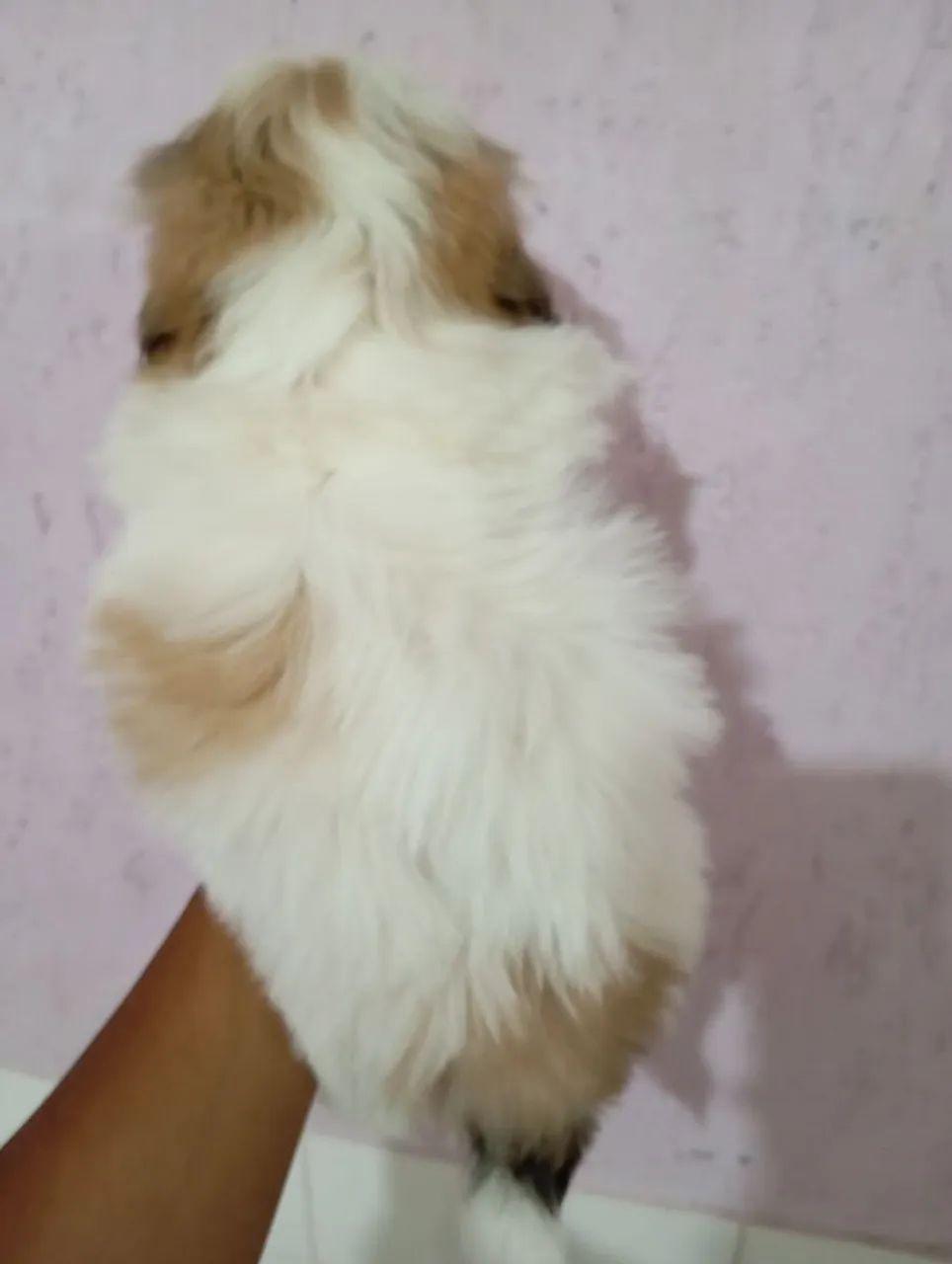 Shih tzu macho  - Foto 2