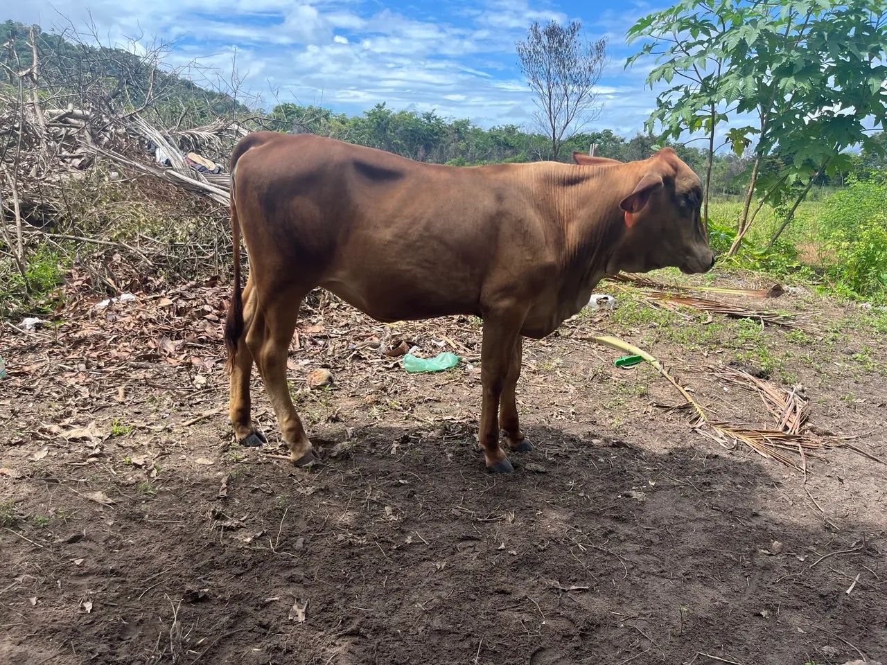 ? BOIS E VACAS  À VENDA! ?   - Foto 2