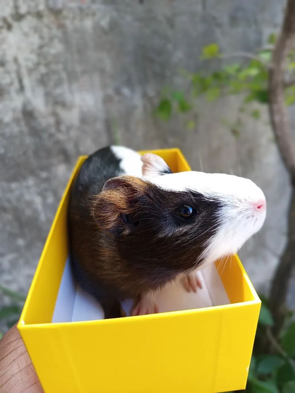 Porquinha da índia  - Foto 2