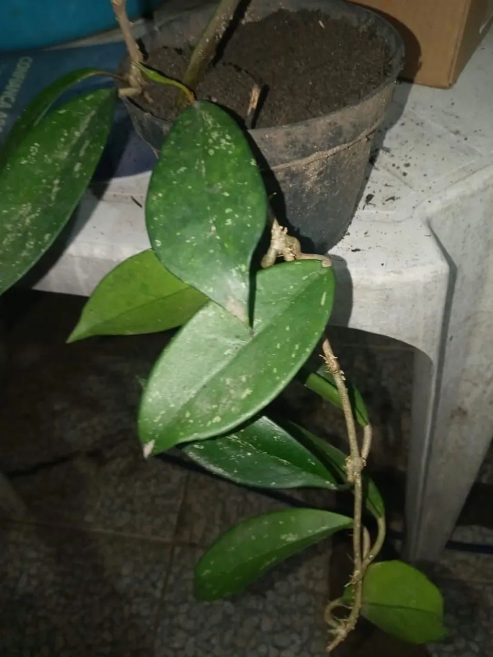 Flor de cera roxa perfumada muda - Foto 2
