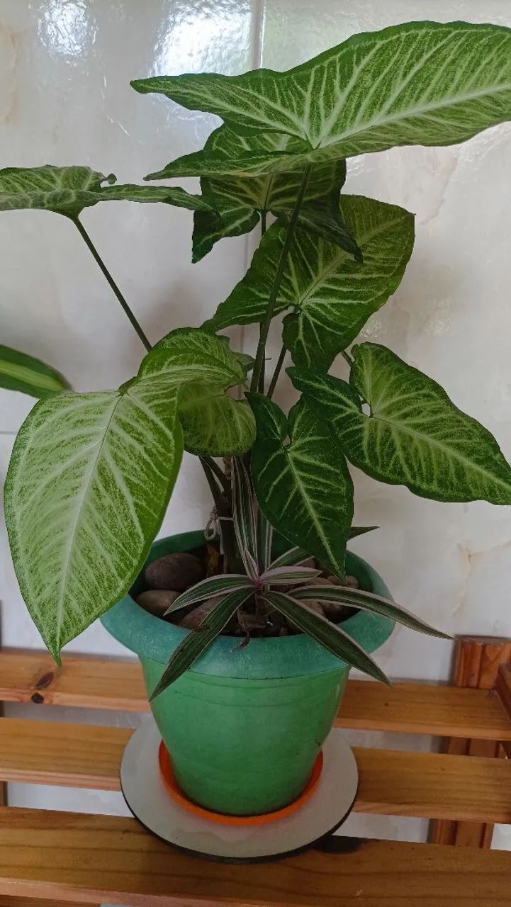 Planta Singonio! - Foto 5